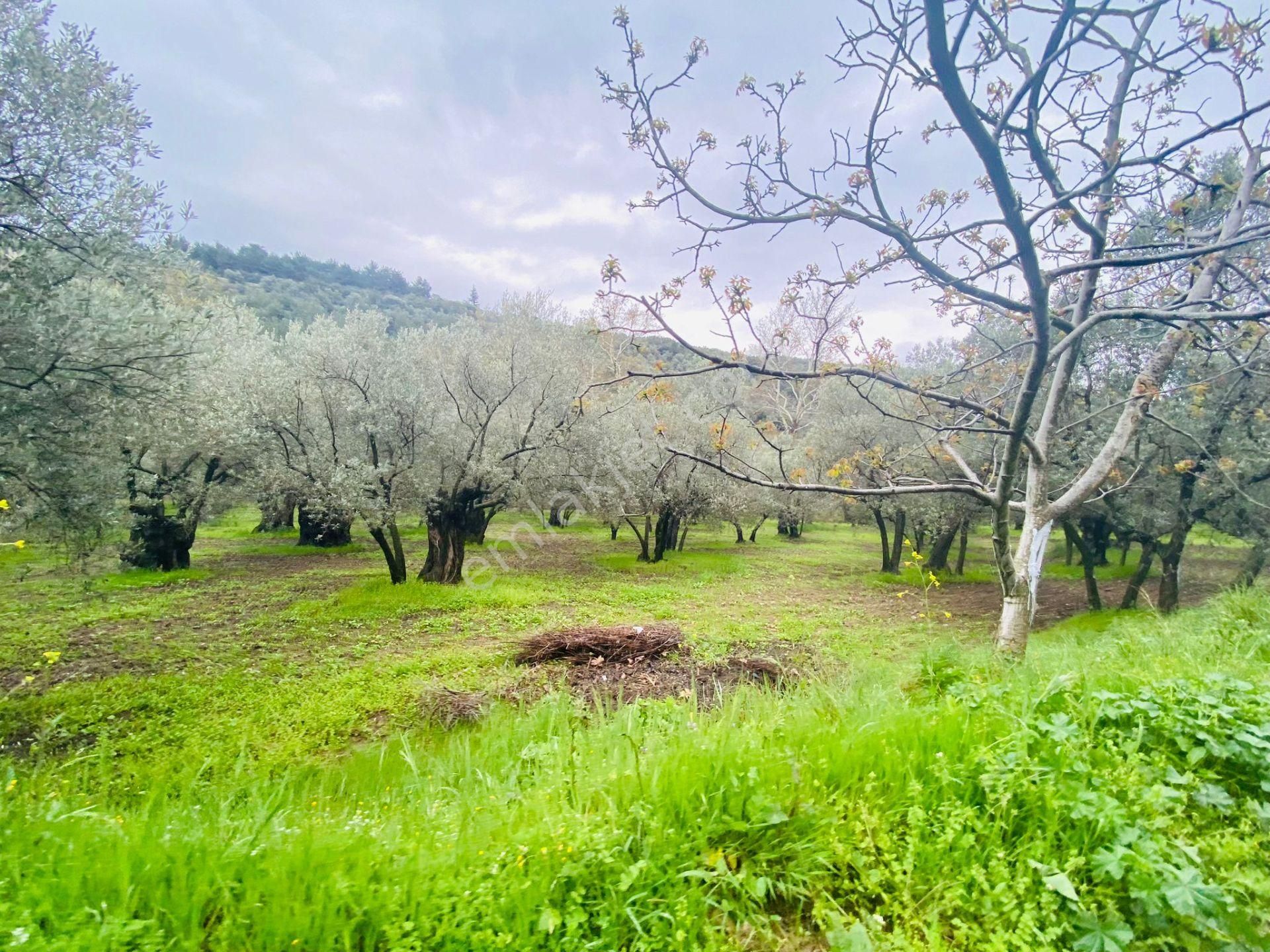 Tırpan Gayrimenkulden Mudanya Talatbey'de 1800m2 Kadastro Yoluna Cephe Satılık Zeytinlik - Görsel 9