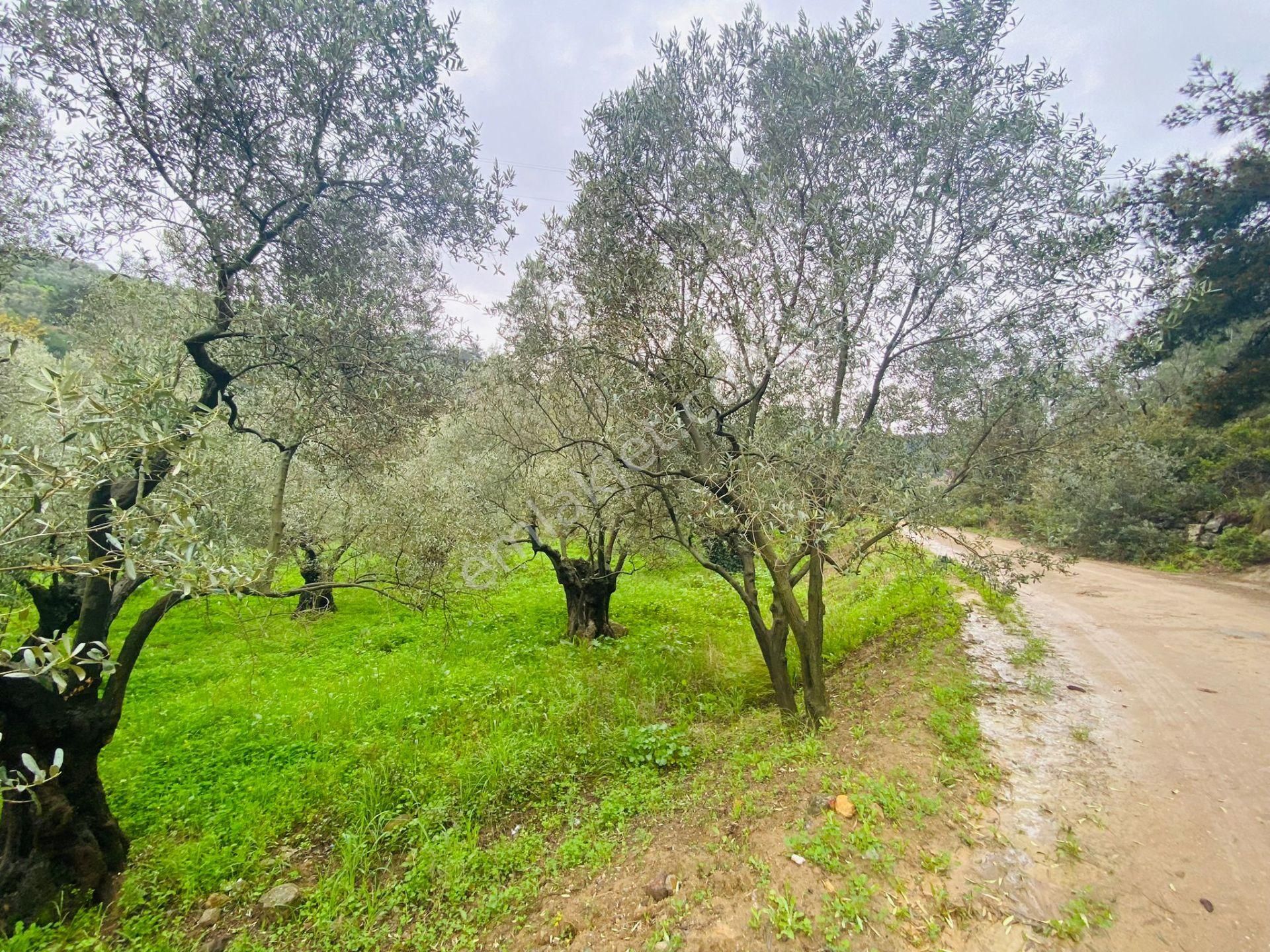 Tırpan Gayrimenkulden Mudanya Talatbey'de 1800m2 Kadastro Yoluna Cephe Satılık Zeytinlik