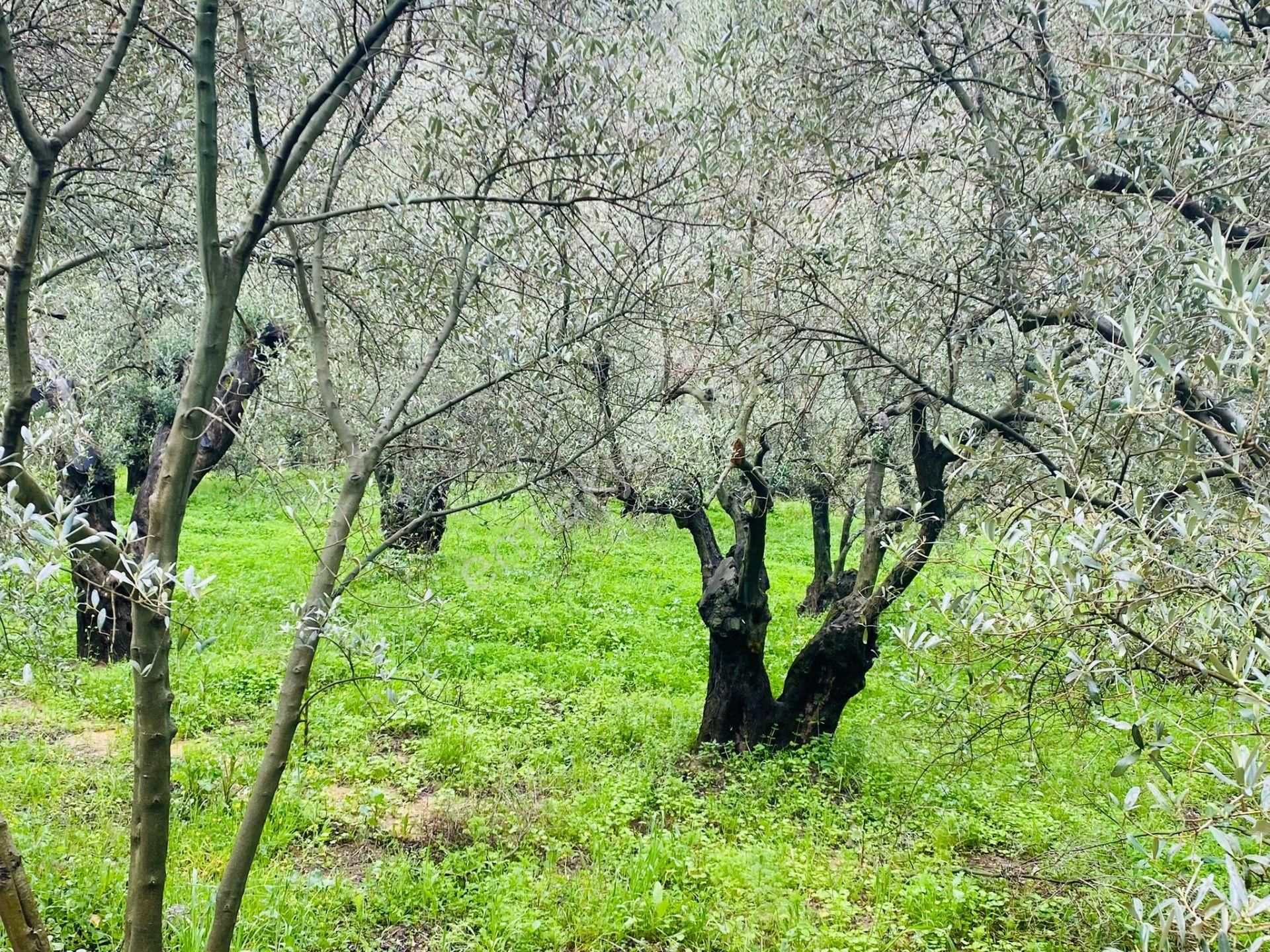 Tırpan Gayrimenkulden Mudanya Talatbey'de 1800m2 Kadastro Yoluna Cephe Satılık Zeytinlik - Görsel 4