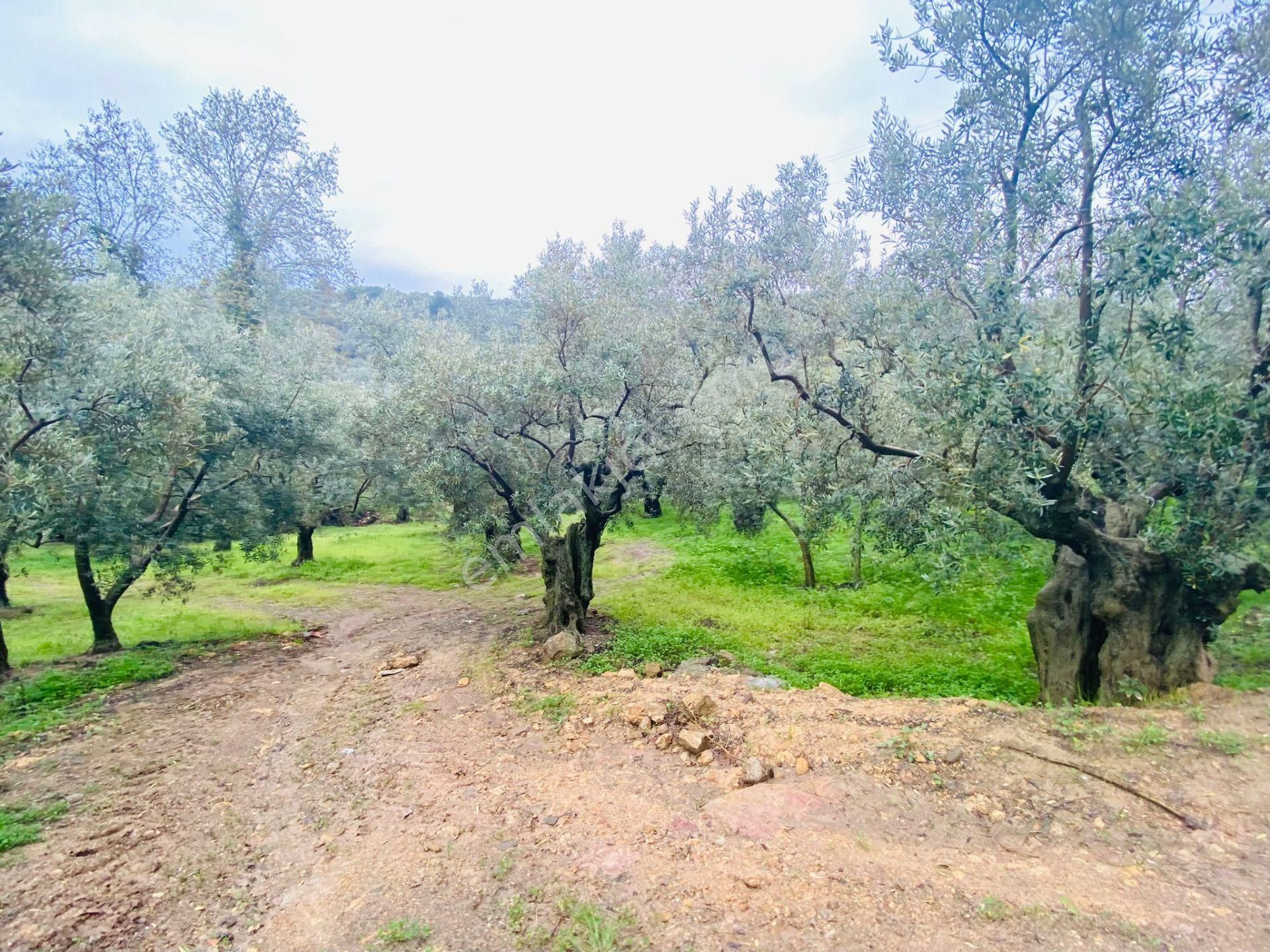 Tırpan Gayrimenkulden Mudanya Talatbey'de 1800m2 Kadastro Yoluna Cephe Satılık Zeytinlik - Görsel 6