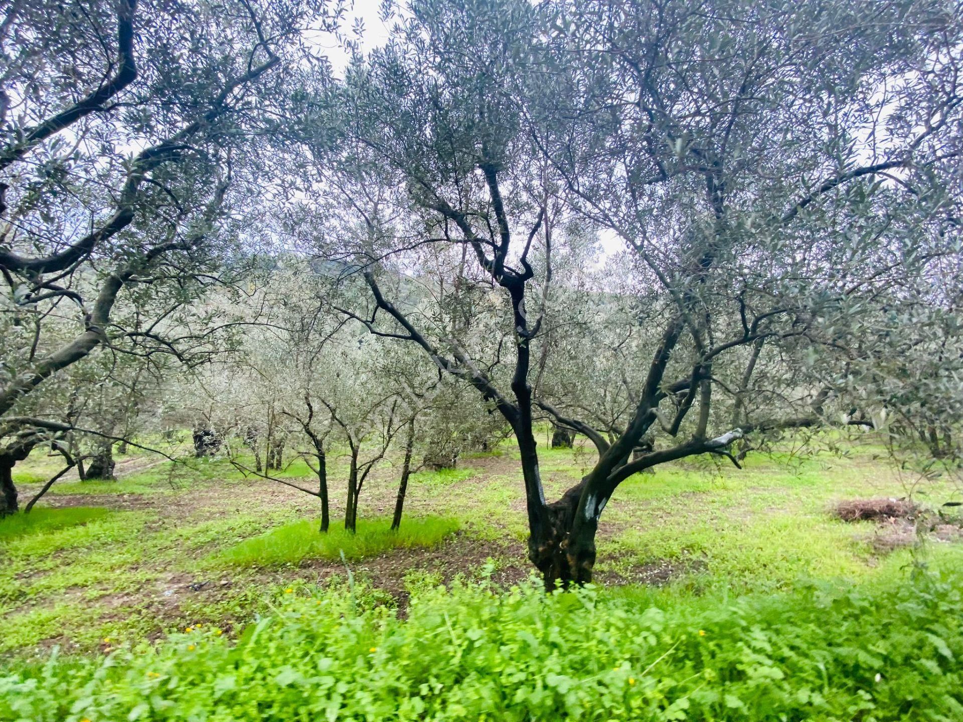 Tırpan Gayrimenkulden Mudanya Talatbey'de 1800m2 Kadastro Yoluna Cephe Satılık Zeytinlik - Görsel 11