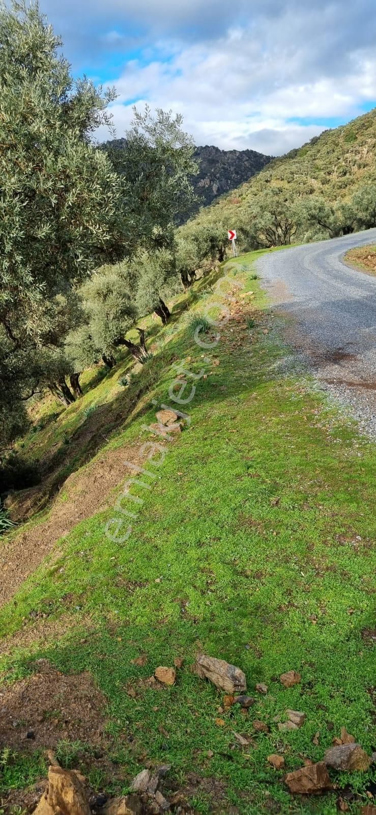 Kaygıllı Köyü Sökede Satılık Zeytinlik