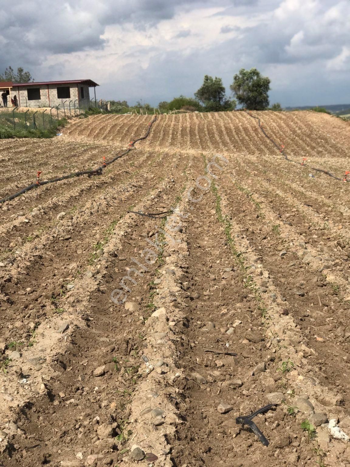 Çukurova Örcün Satılık Bağ & Bahçe Örcünde satılık arsa