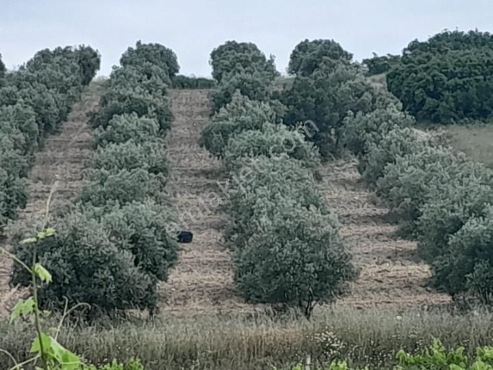 Salihli Tekelioğlu Satılık Zeytinlik Manisa Salihli Tekelioglu Mah.122000 Satılık Zeytinlik