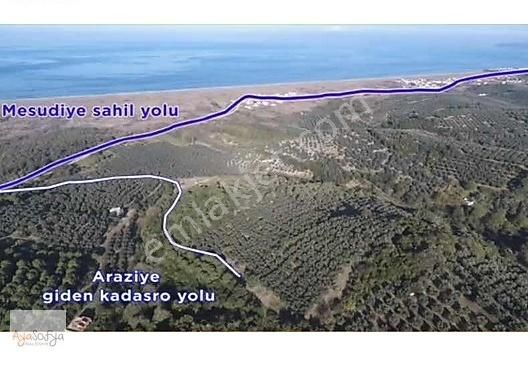 Mudanya Mesudiye Satılık Zeytinlik MUDANYA MESUDİYE'DE DENİZ MANZARALI 14.500 M2 ZEYTİNLİK للبيع