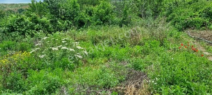 Balıkesir Erdek Ballıpınar'da Satılık Yatırıma Uygun Bahçe - Görsel 5