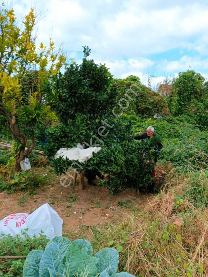 Balıkesir Erdek Ballıpınar'da Satılık Yatırıma Uygun Bahçe - Görsel 9