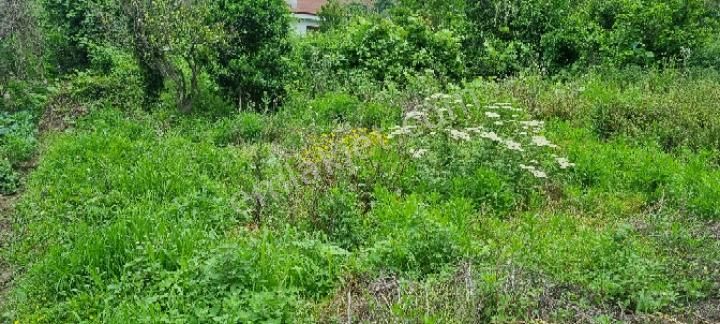 Balıkesir Erdek Ballıpınar'da Satılık Yatırıma Uygun Bahçe - Görsel 6