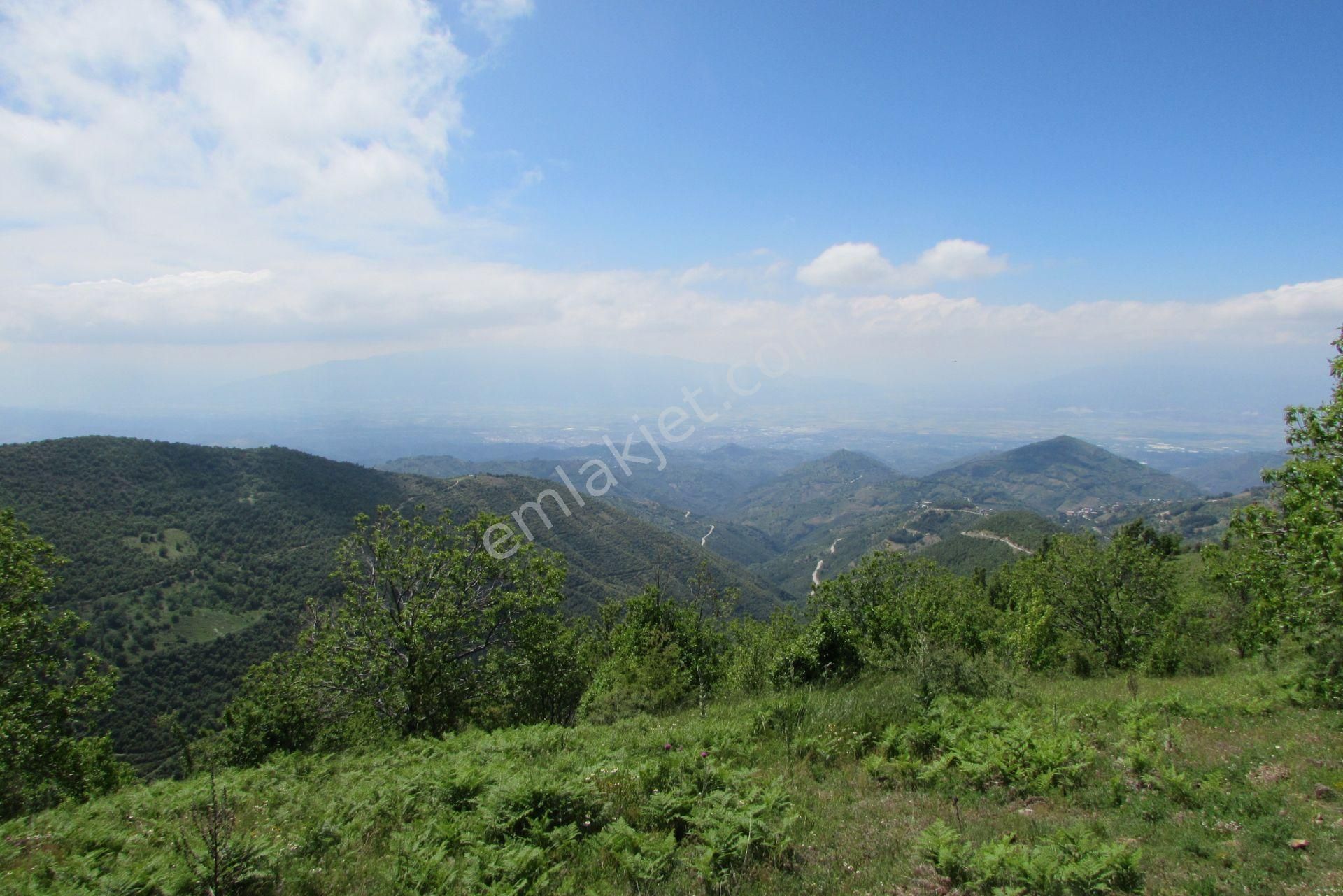 Nazilli Yayla Pınar Mah.satılık Kestanelik - Görsel 11