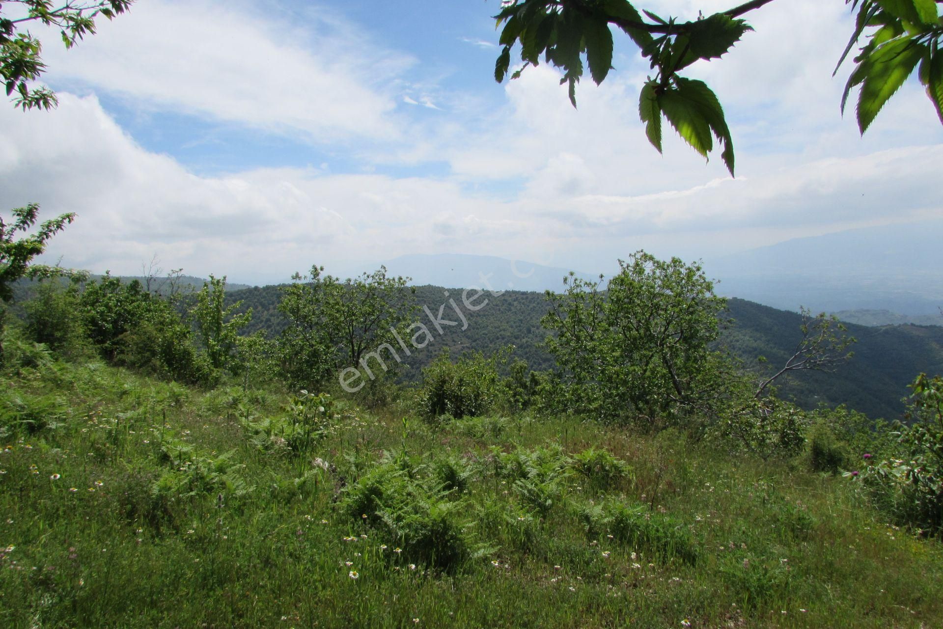 Nazilli Yayla Pınar Mah.satılık Kestanelik - Görsel 8