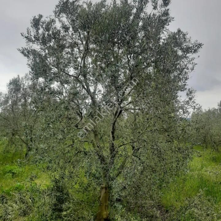 Acilen Satılık Zeytinlik - Görsel 4