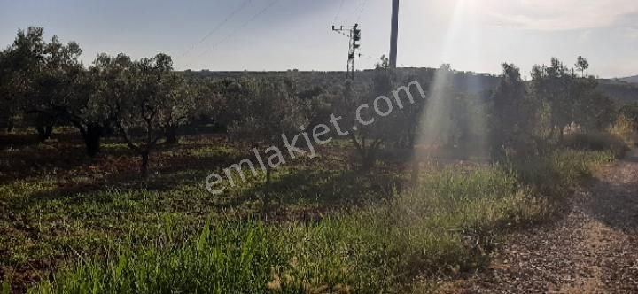 Şarköy Eriklice Satılık Tarla Tekirdağ Şarköy Eriklice Mahallesi'nde İyi Bir Konumda Zeytin Zeytinlik