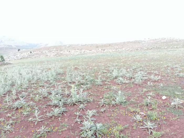 Antalya Elmalı Macun Mahallesinde Kadastrol Yola Cephe 20.604m2 Satılık Tarla - Görsel 12