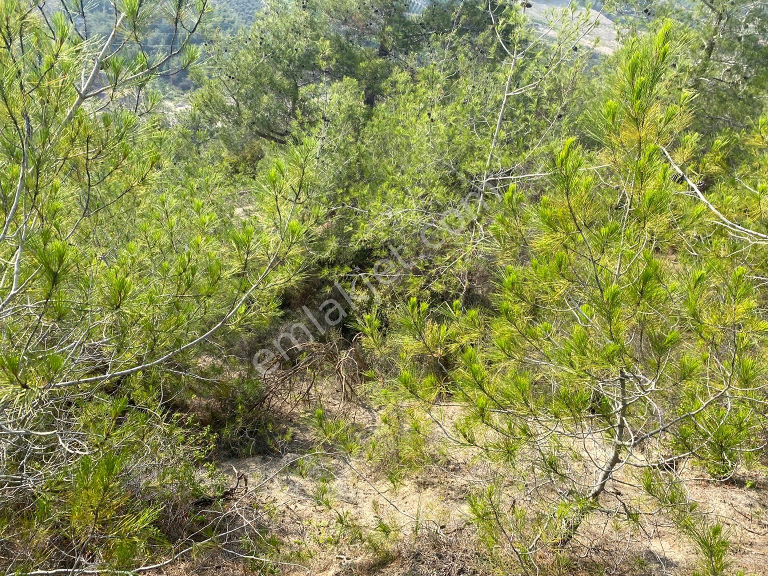 İhsaniye Köyü Zirve Konumda Satılık Müstakil Arsa Tek Tapu - Görsel 14