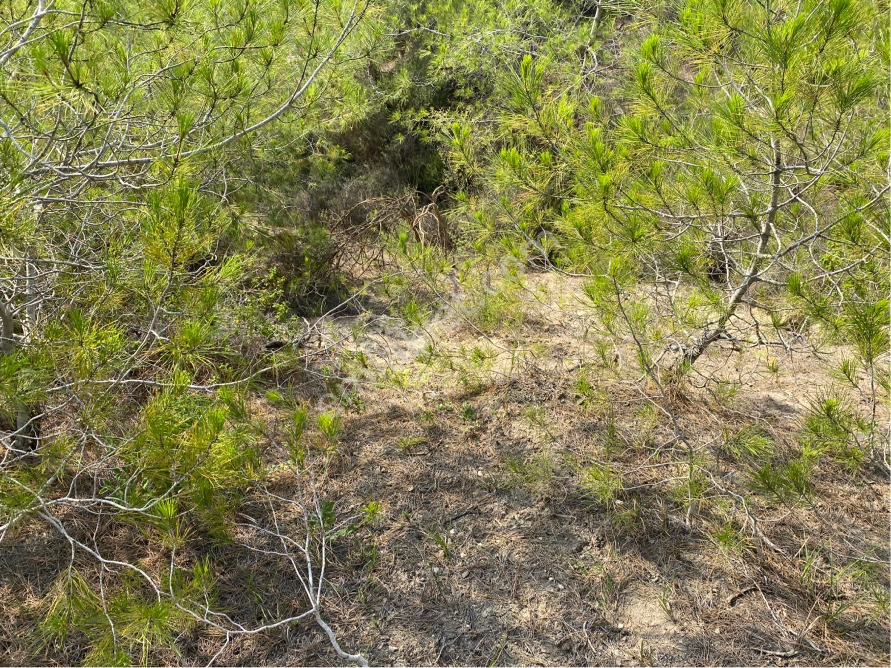 İhsaniye Köyü Zirve Konumda Satılık Müstakil Arsa Tek Tapu - Görsel 13