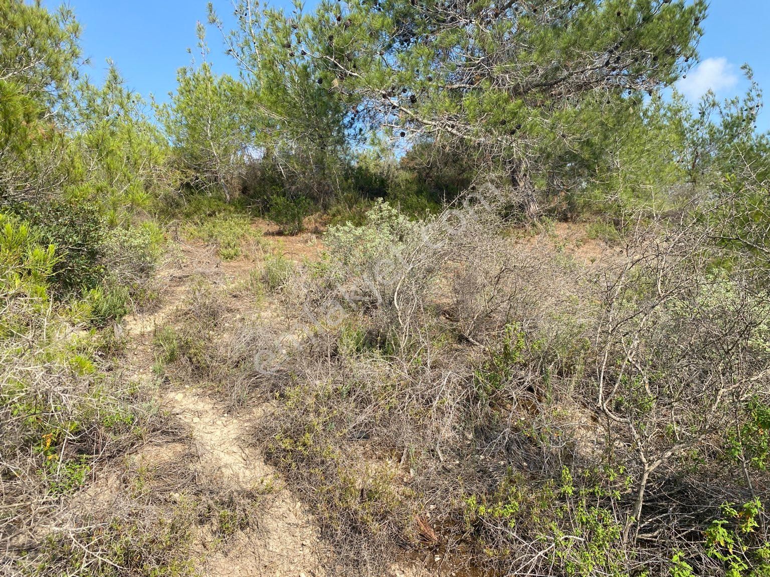 İhsaniye Köyü Zirve Konumda Satılık Müstakil Arsa Tek Tapu - Görsel 12