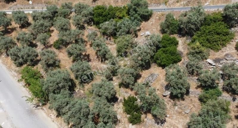 Selçuk Şirince Yolunda Kadastral Yola Cephe 3080 M2 Zeytinlik - Görsel 13
