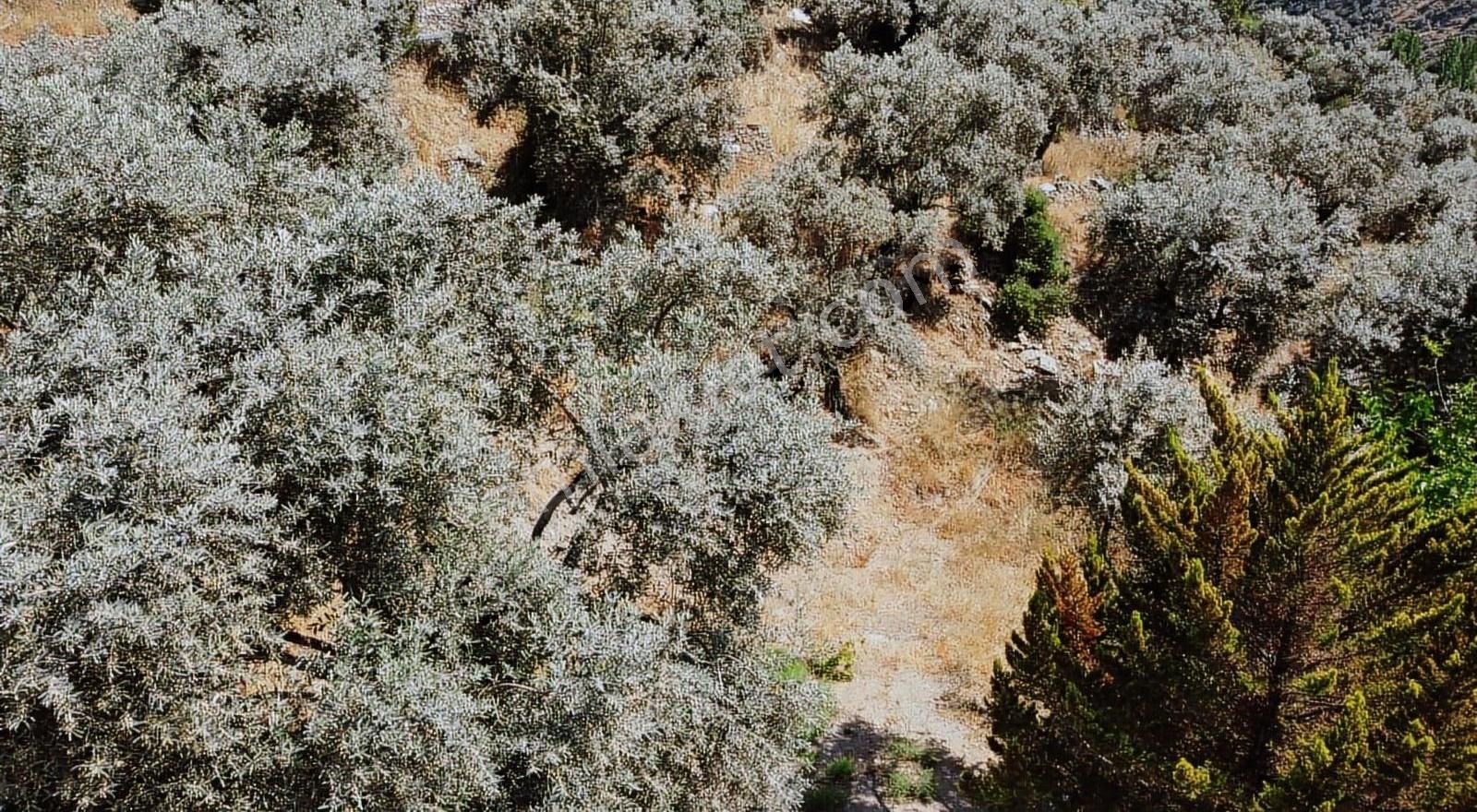 Selçuk Şirince Yolunda Kadastral Yola Cephe 3080 M2 Zeytinlik - Görsel 6