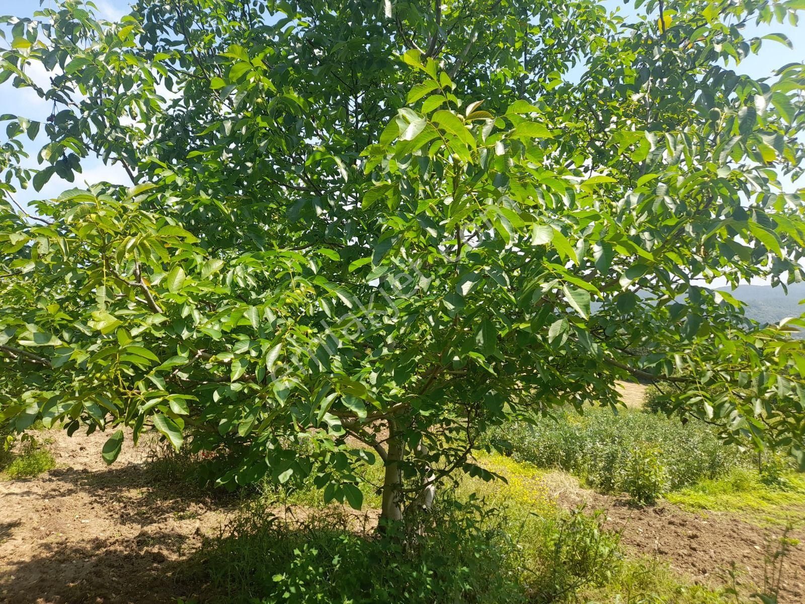 Mustafakemalpaşa Devecikonağı Satılık Tarla Bursa Mustafakemalpaşa 2.100 M2 Ceviz Bahçesi