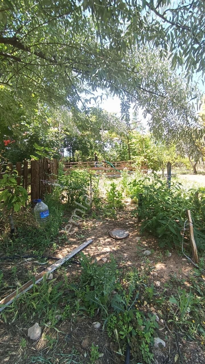 Manisa Şehzadeler Karaoglanlı Mh De Satilik Zeytinlik - Görsel 9