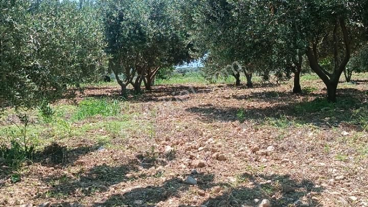 Manisa Şehzadeler Karaoglanlı Mh De Satilik Zeytinlik - Görsel 30