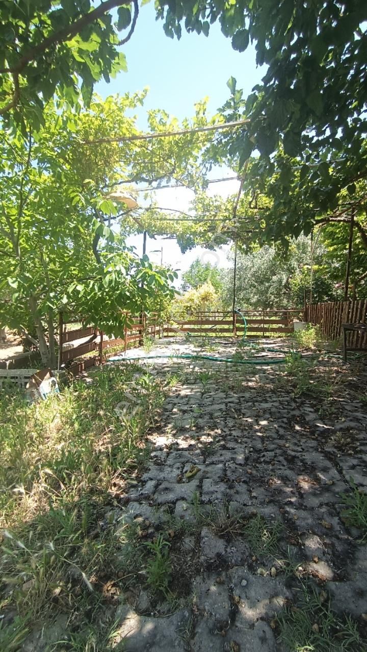 Manisa Şehzadeler Karaoglanlı Mh De Satilik Zeytinlik - Görsel 21