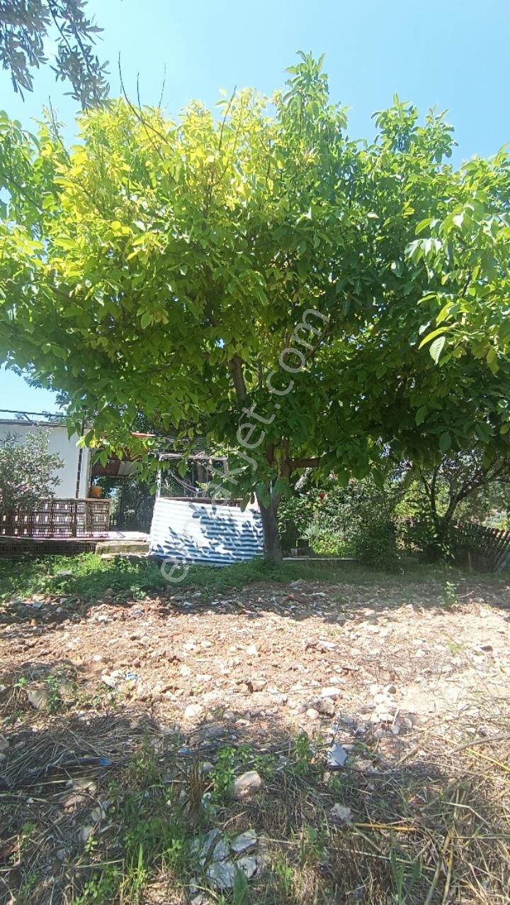 Manisa Şehzadeler Karaoglanlı Mh De Satilik Zeytinlik - Görsel 28