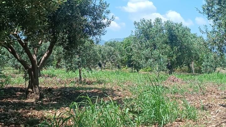 Manisa Şehzadeler Karaoglanlı Mh De Satilik Zeytinlik - Görsel 3