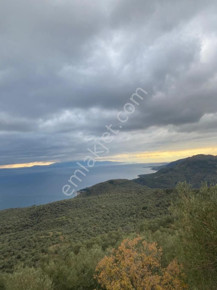 Ayvacık Ahmetçe Köyü (Yayla Evleri Akpınar Mevkii) Satılık Zeytinlik ÇANAKKALE AYVACIK AHMETÇE KÖYÜNDE SATILIK ZEYTİNLİK 