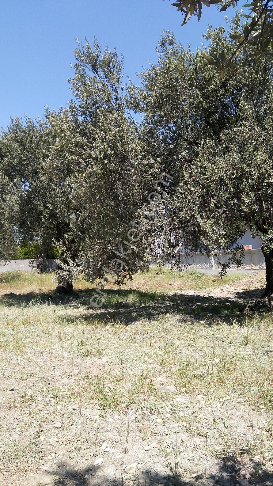 Villa İmarlı Arsa - Görsel 2