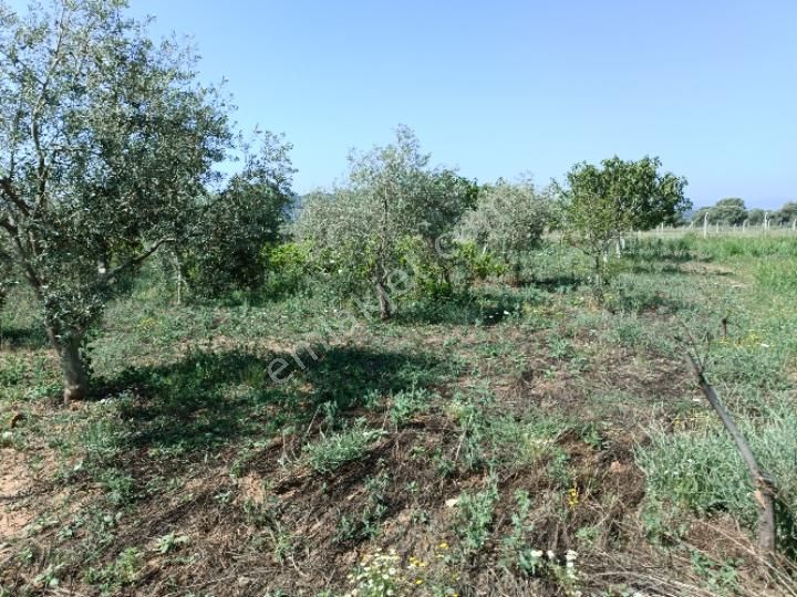 Torbalı Ertuğrul Satılık Zeytinlik Torbalı dirmil de satılık zeytinlik 