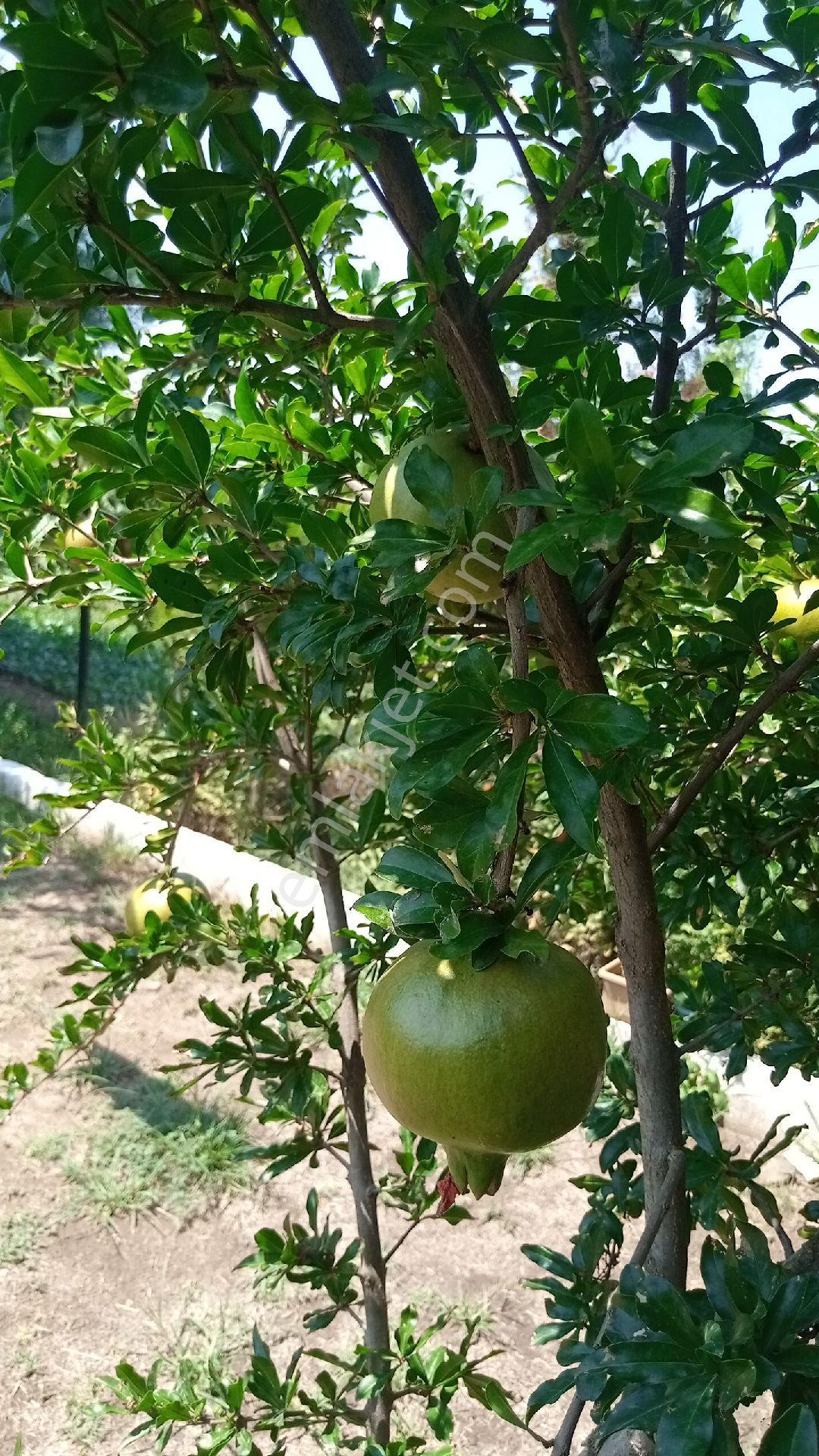 Bonaköy Satılık Bahçe - Görsel 23