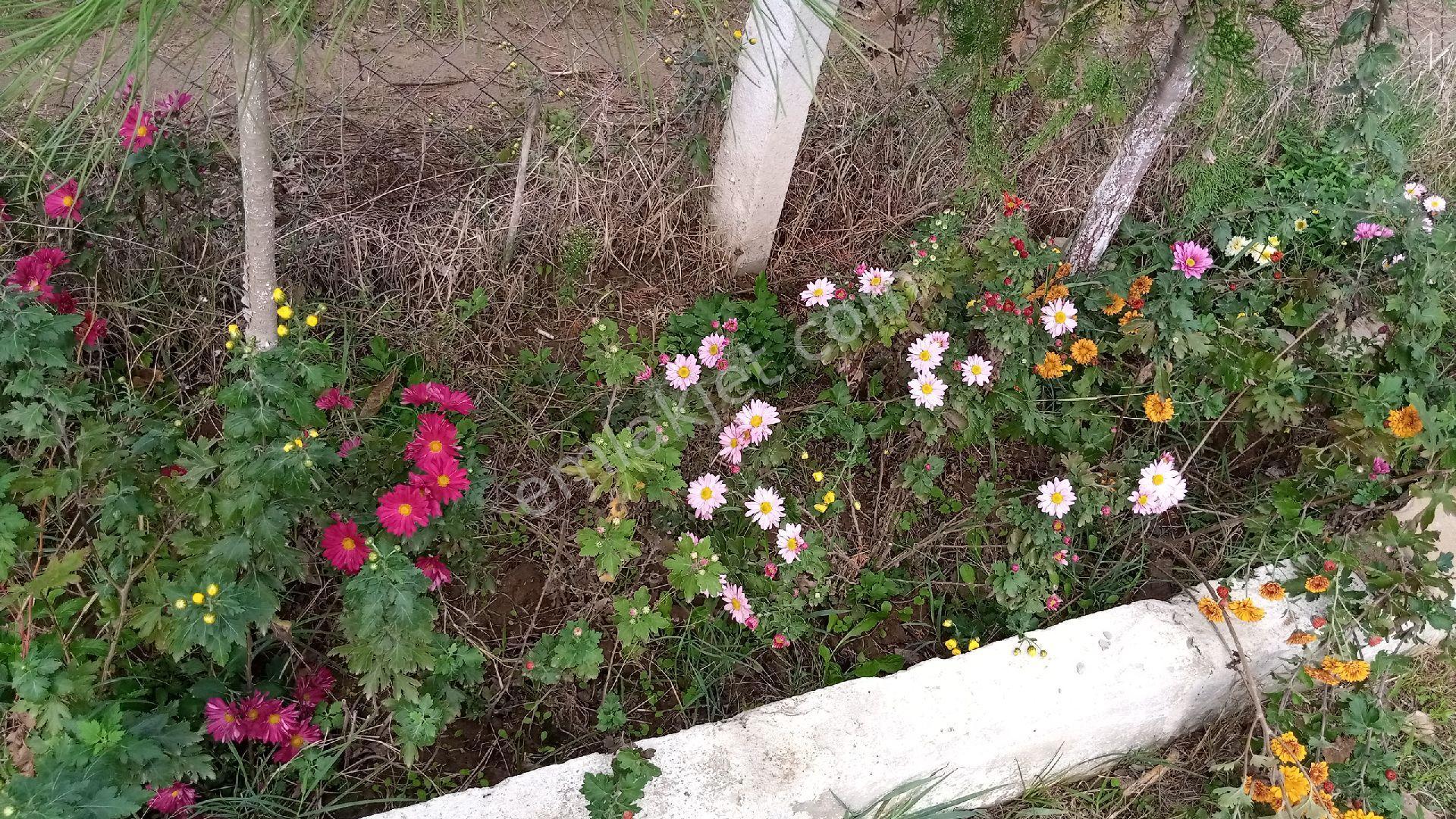 Bonaköy Satılık Bahçe - Görsel 13