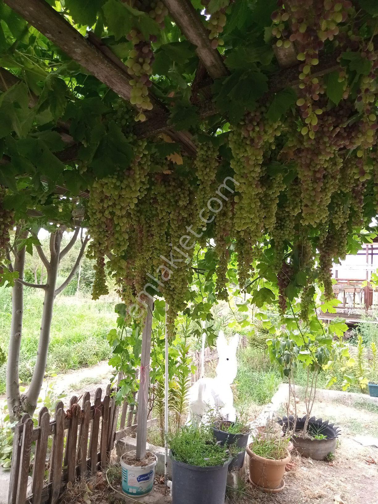 Bonaköy Satılık Bahçe - Görsel 24