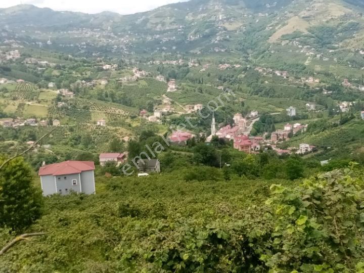 Şahinoğlu Emlaktan, Trabzon Derecik' Te, 1 Daire Fiyatına, 4,5 Dekar Fındıklık Ve 3 Katlı Villası. - Görsel 27