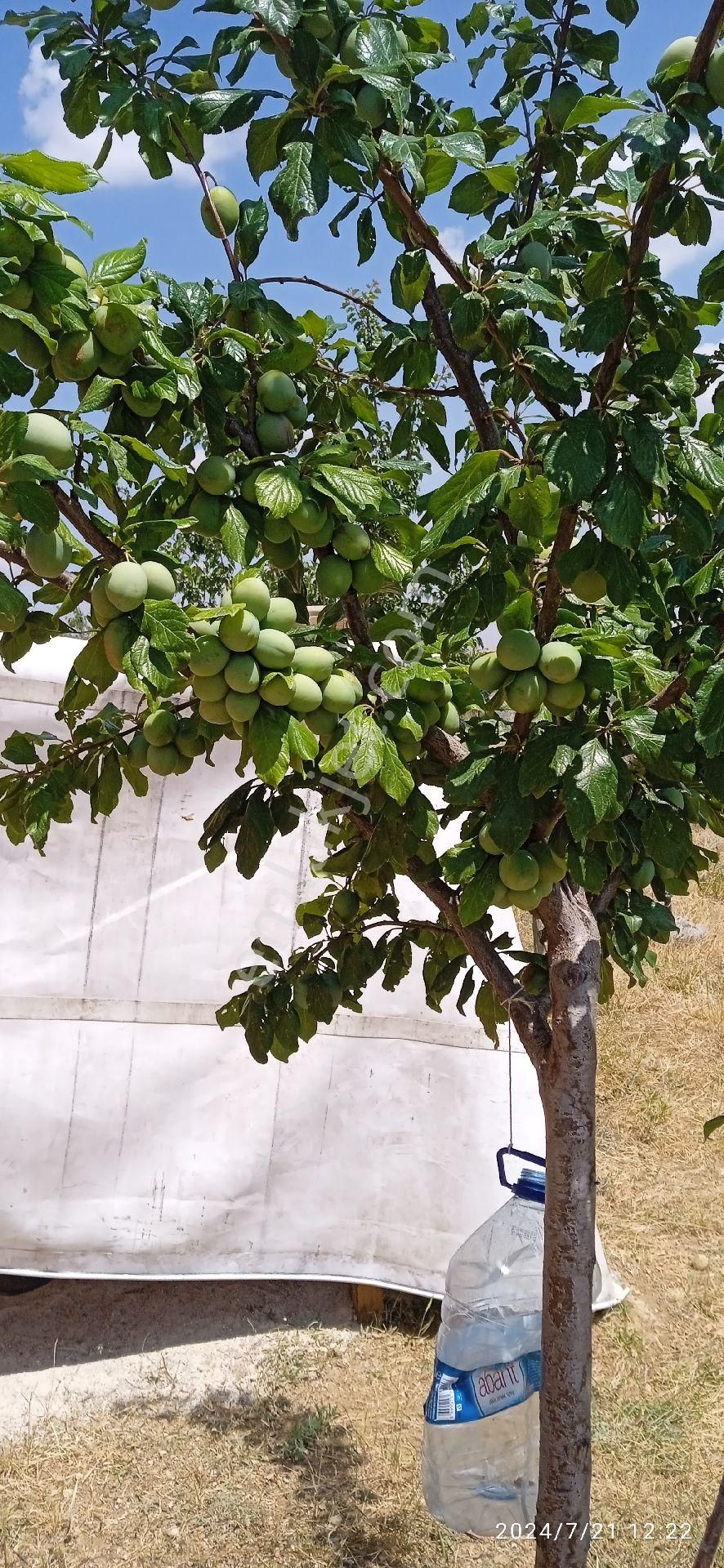 Sahibinden Çamlık Yanı Hazır Bahçe - Görsel 26