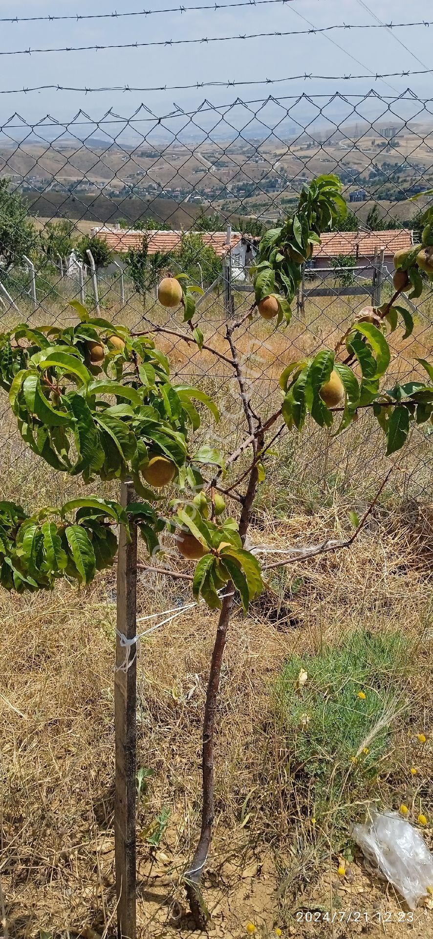 Sahibinden Çamlık Yanı Hazır Bahçe - Görsel 24