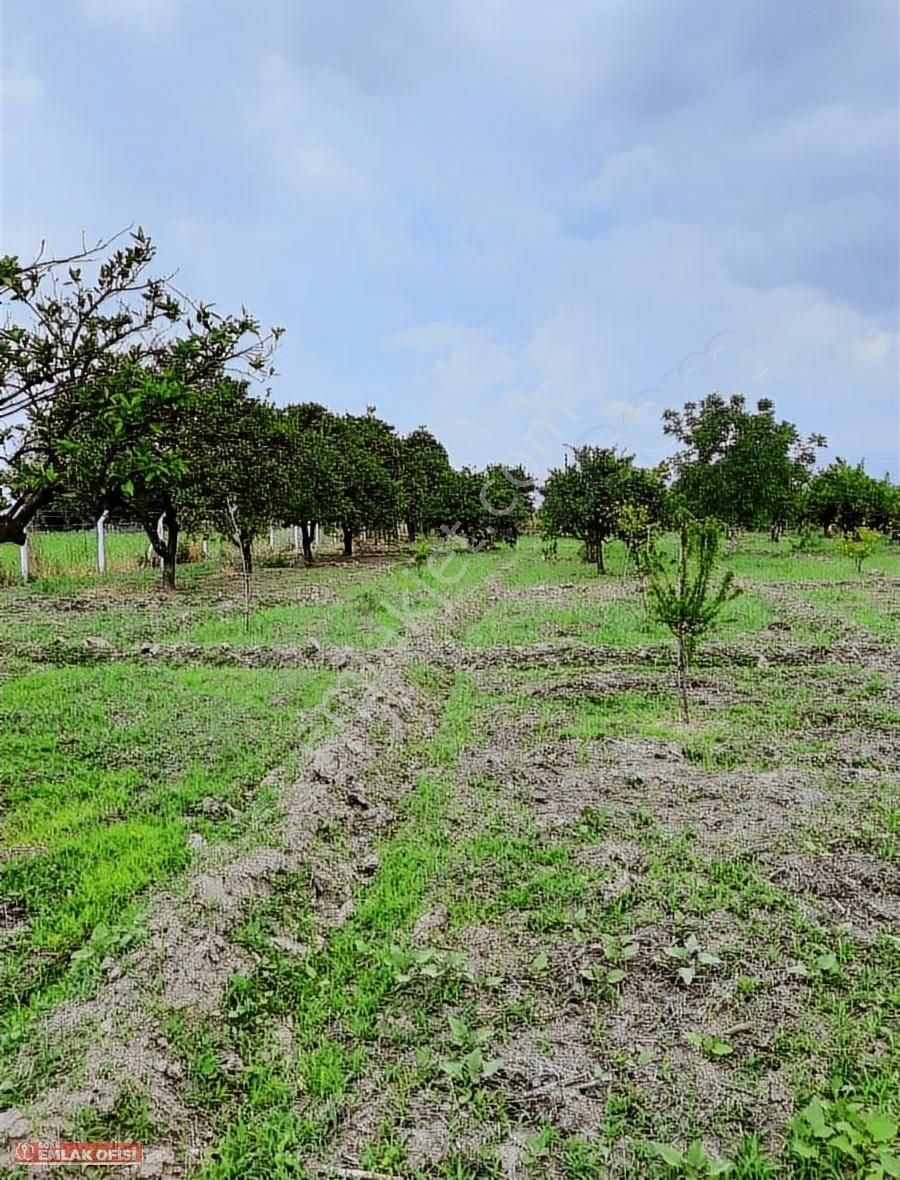 Söke Emlak Ofisinden Bağarasın Da Satılık Bahçe - Görsel 15