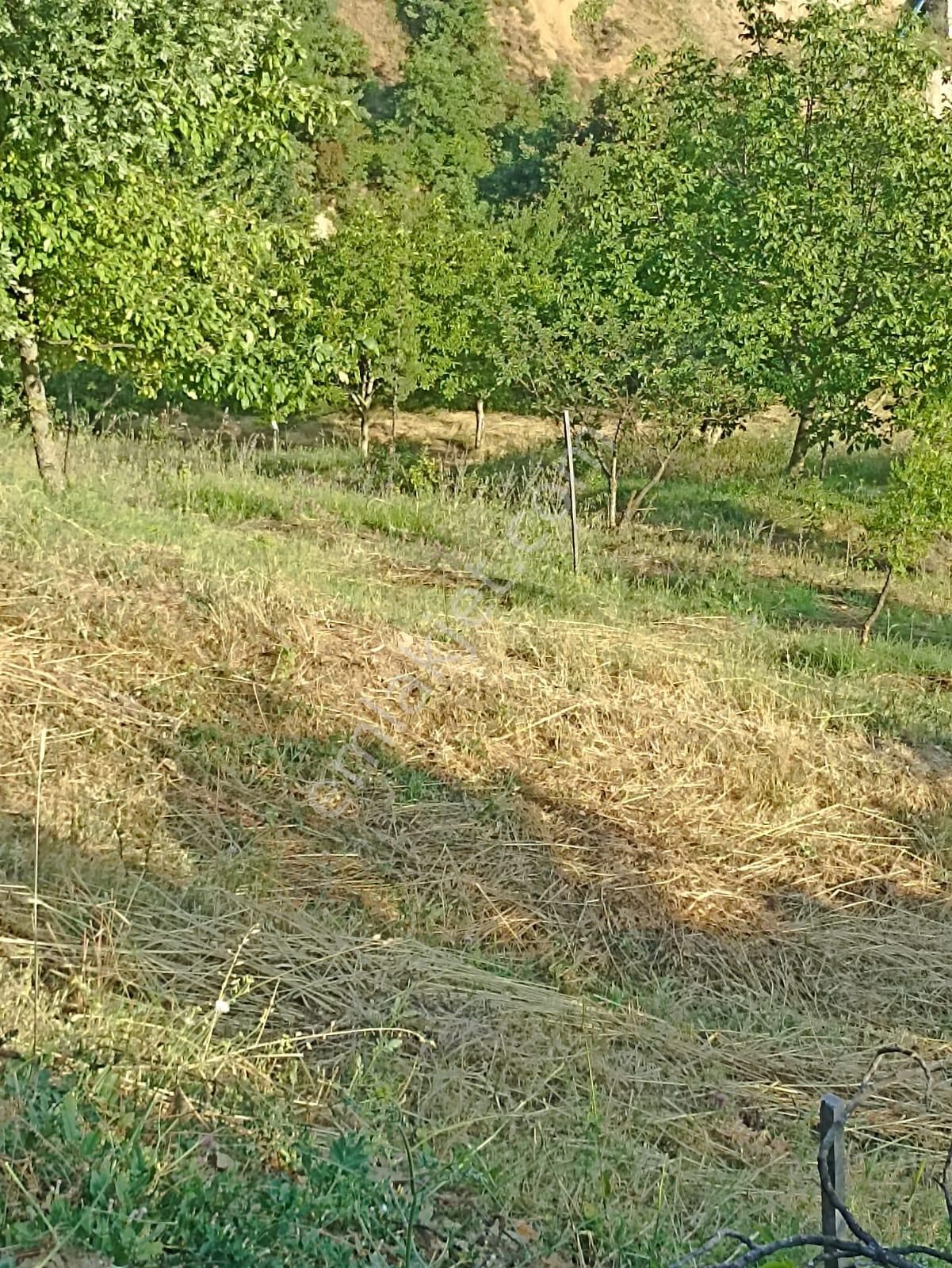 Yalova Merkez Sugören Köyü (Merkez) Satılık Tarla YALOVA Satılık Yatırımlık Tarla SUGÖREN KÖYÜ