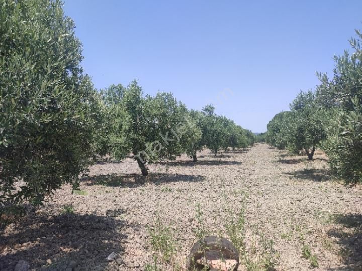 Akhisar Süleymanlı Satılık Zeytinlik Utku İnş Gayrimenkulden Manisa Akhisar Süleymanlı Mah İmar İçinde Kalan Satılık Zeytinlik