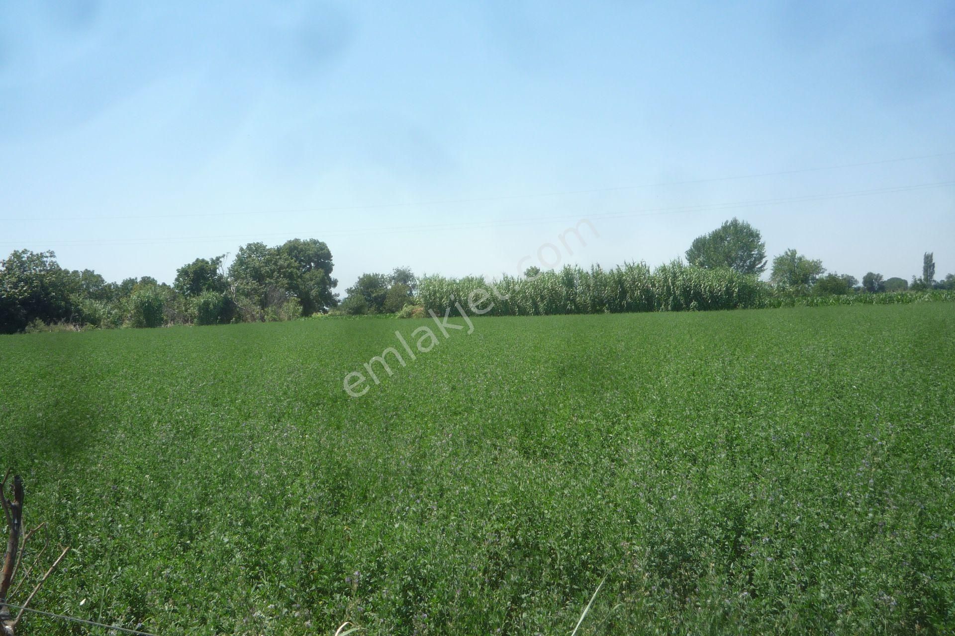 İzmir Torbalı Gold Emlaktan Satılık Kıymetli Tarla.. - Görsel 4