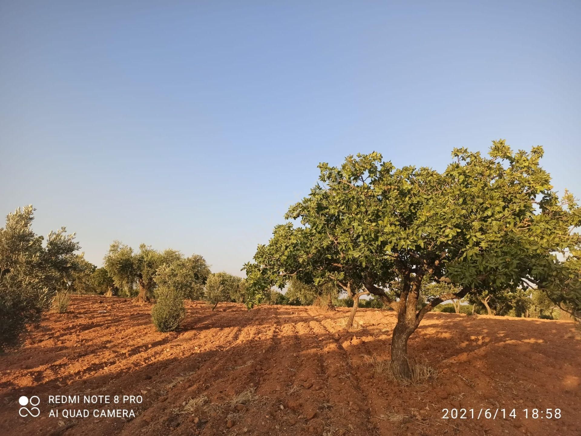 Ertay Gayrimenkul'den Zeytinli De Yatırımlık Zeytinlik - Görsel 5