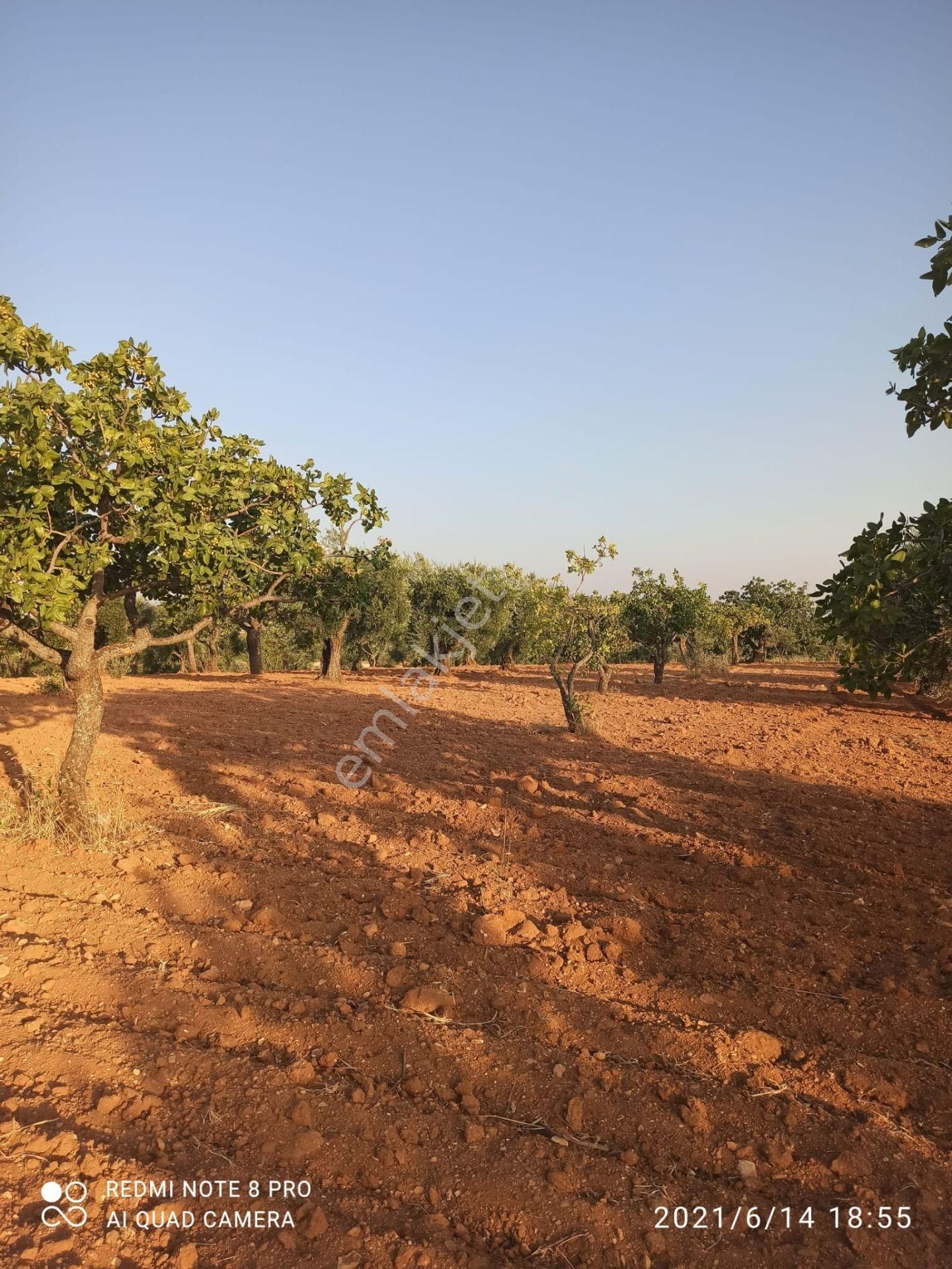 Ertay Gayrimenkul'den Zeytinli De Yatırımlık Zeytinlik - Görsel 8