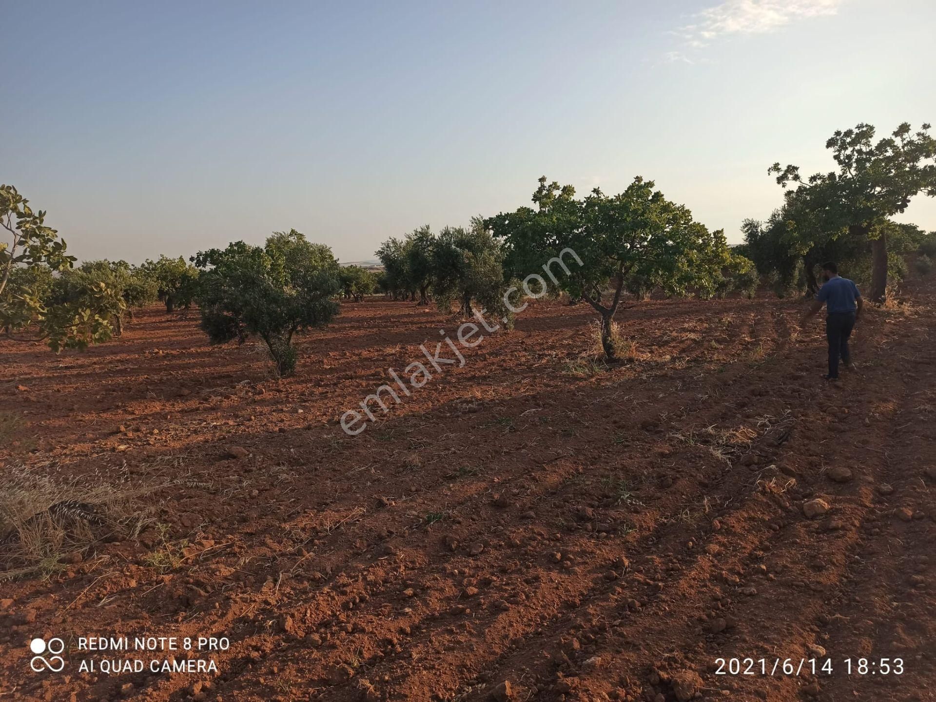 Ertay Gayrimenkul'den Zeytinli De Yatırımlık Zeytinlik - Görsel 12