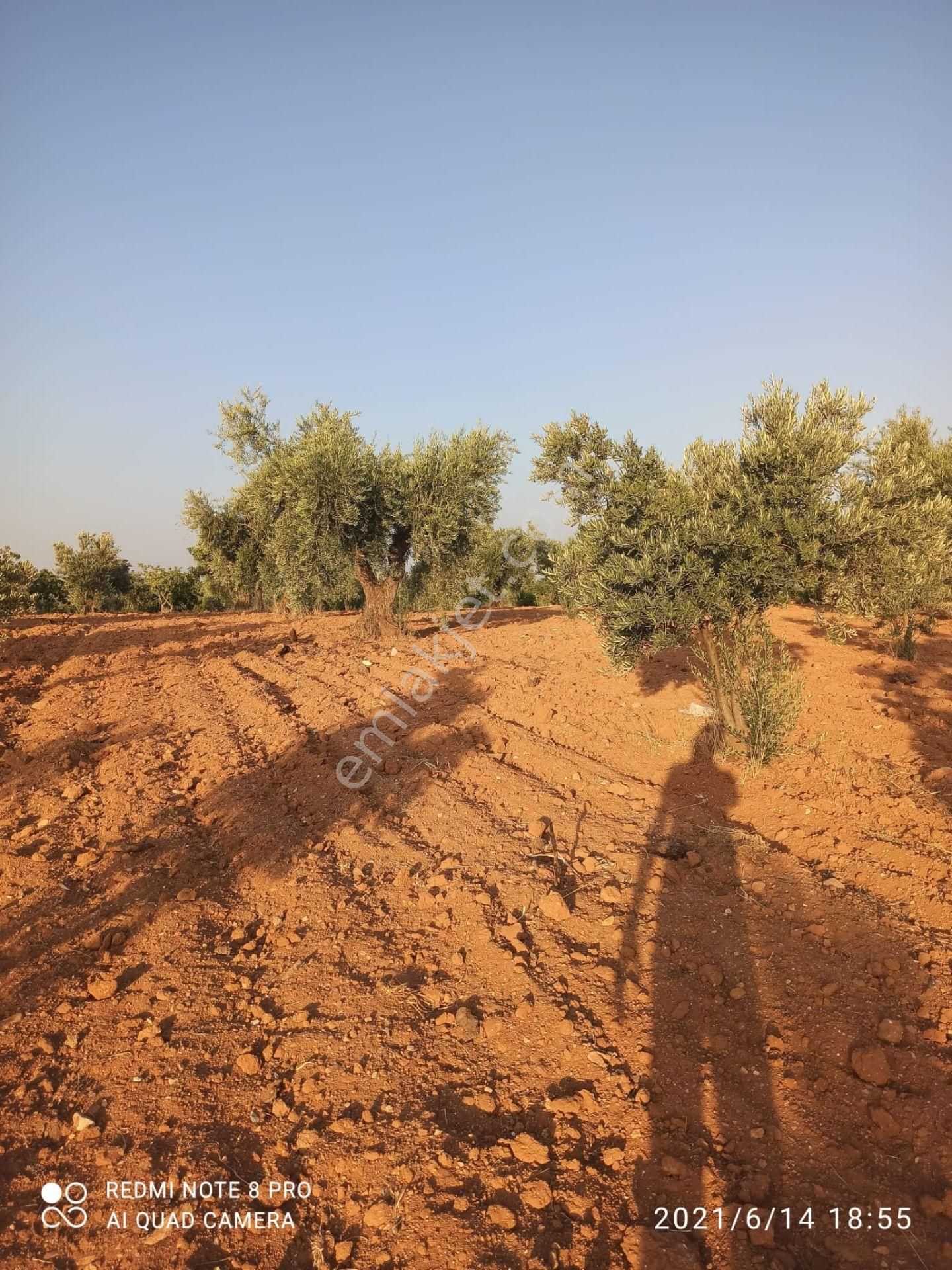 Ertay Gayrimenkul'den Zeytinli De Yatırımlık Zeytinlik - Görsel 13