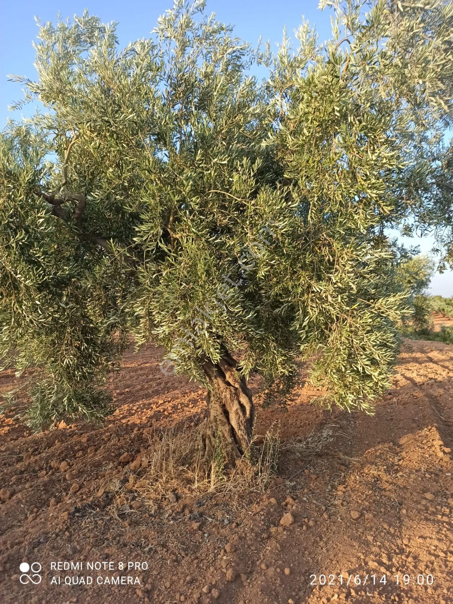Ertay Gayrimenkul'den Zeytinli De Yatırımlık Zeytinlik - Görsel 4