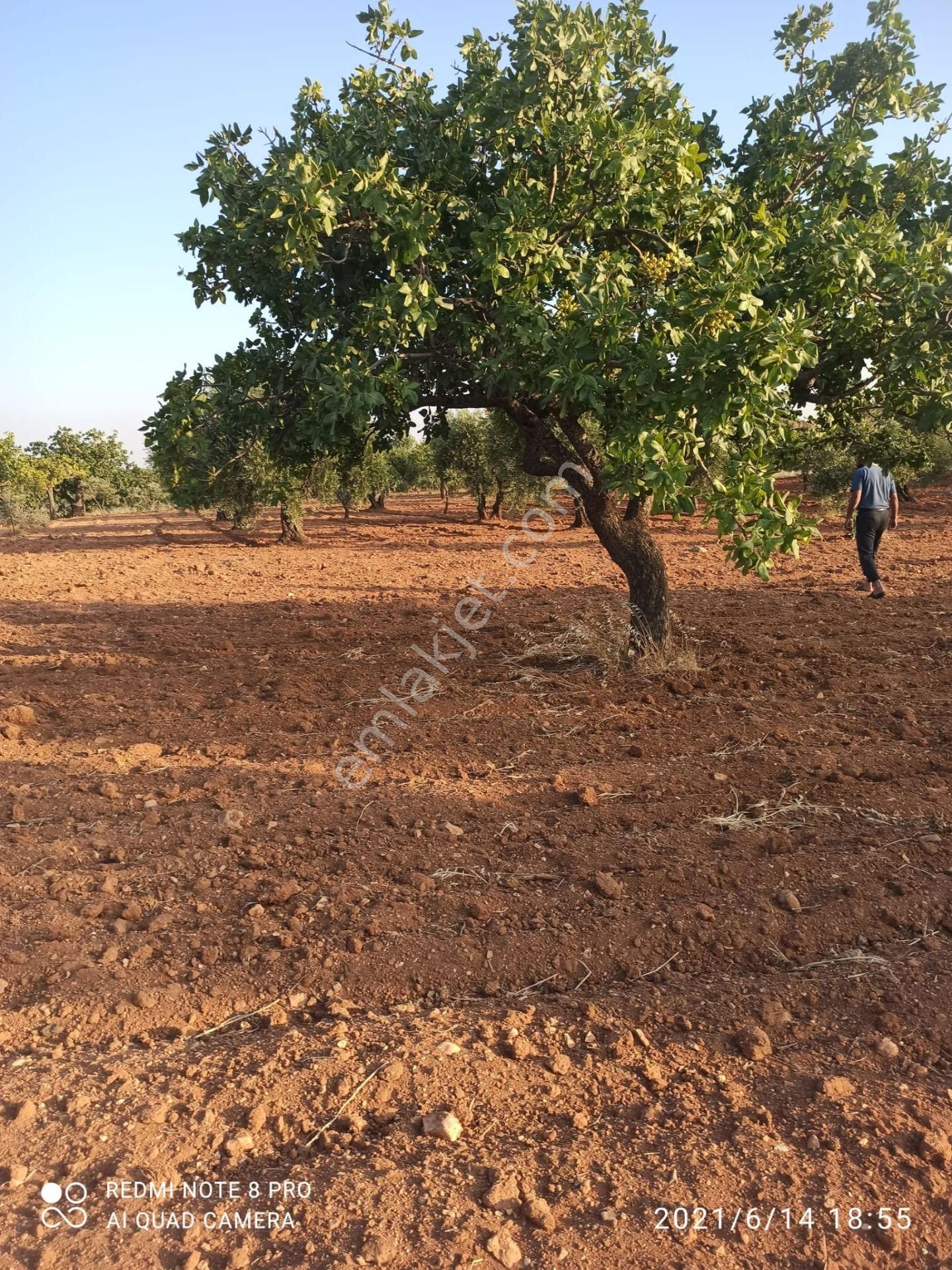 Ertay Gayrimenkul'den Zeytinli De Yatırımlık Zeytinlik - Görsel 9
