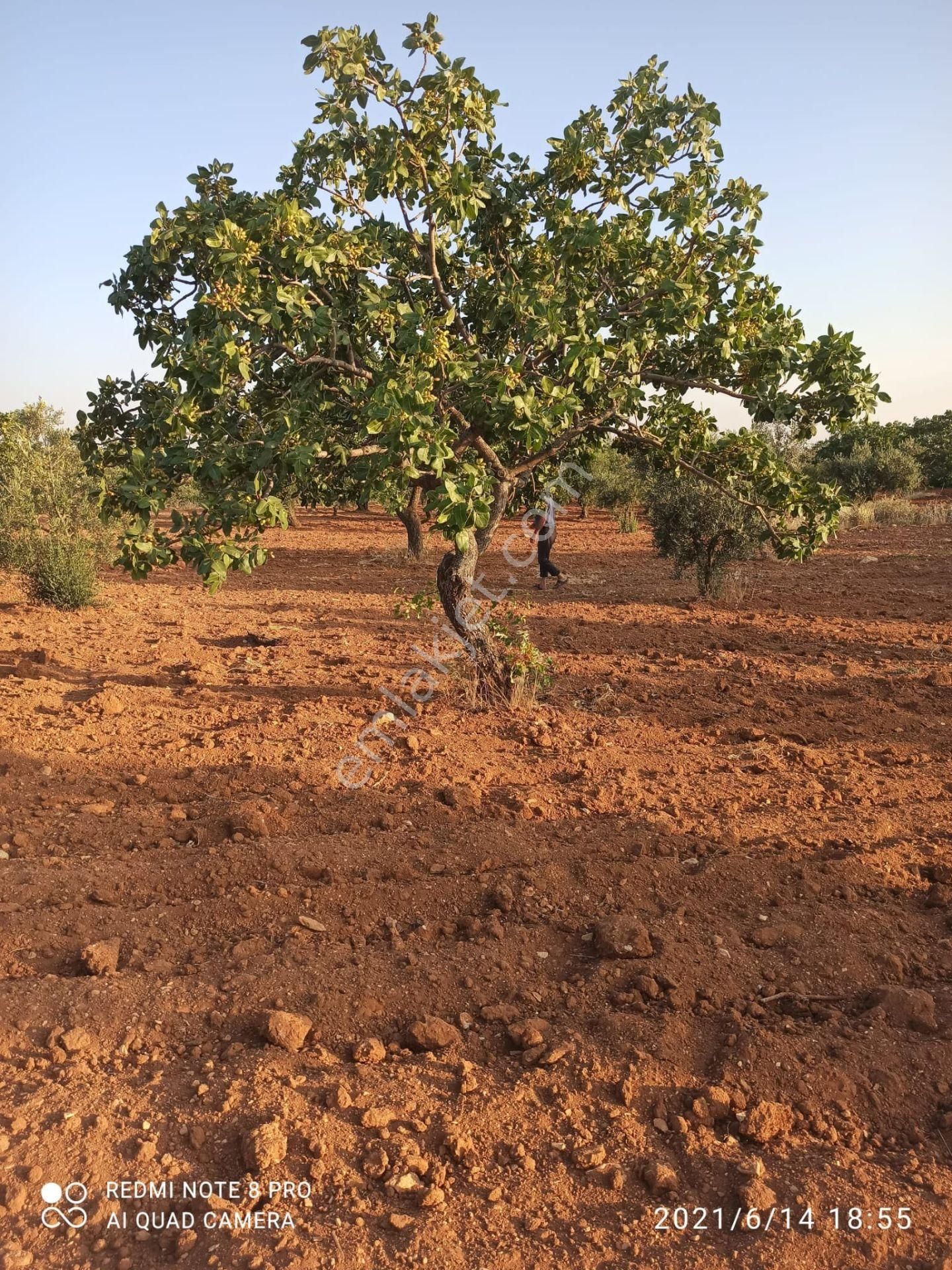 Ertay Gayrimenkul'den Zeytinli De Yatırımlık Zeytinlik - Görsel 10