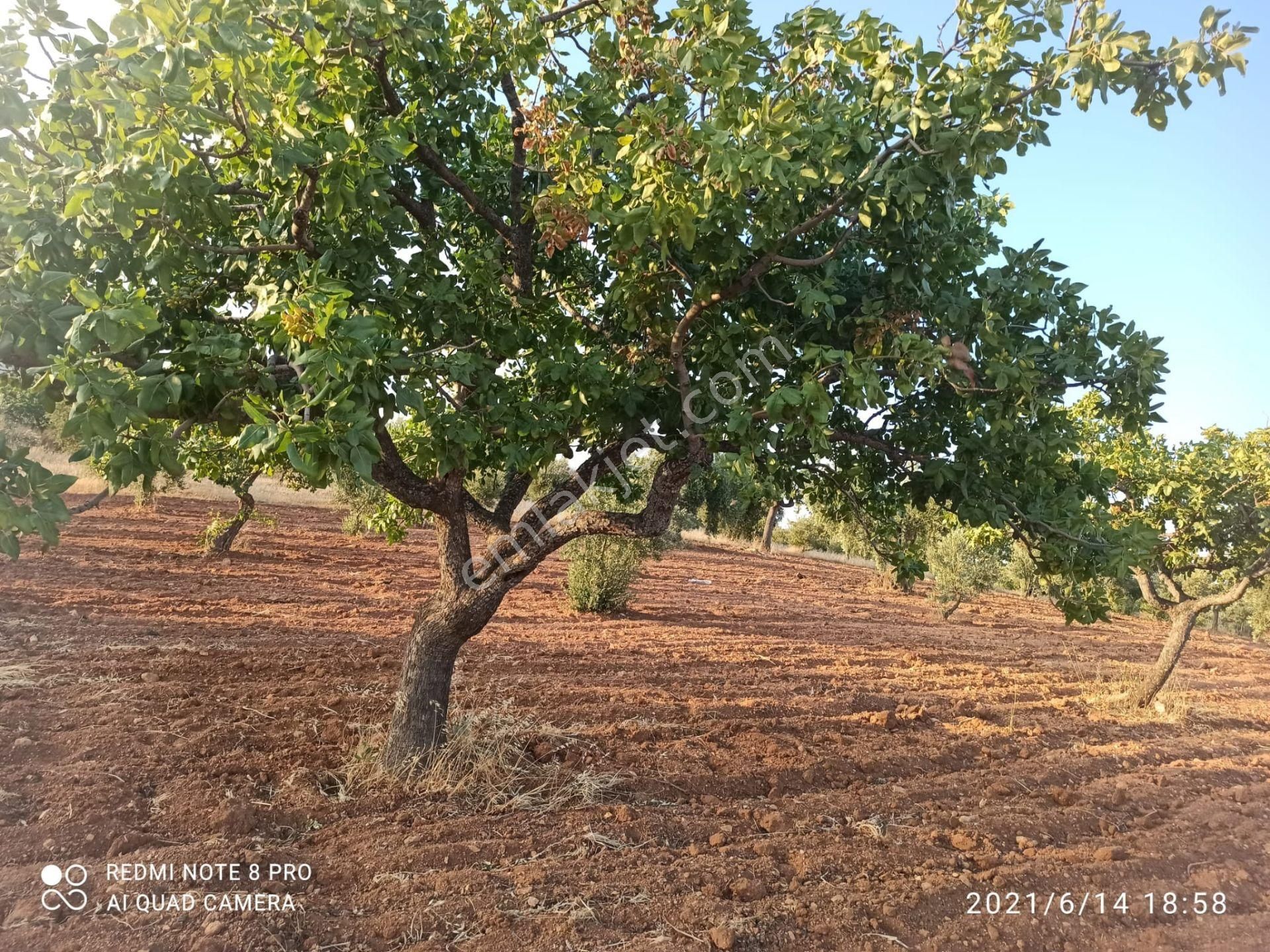Ertay Gayrimenkul'den Zeytinli De Yatırımlık Zeytinlik - Görsel 6