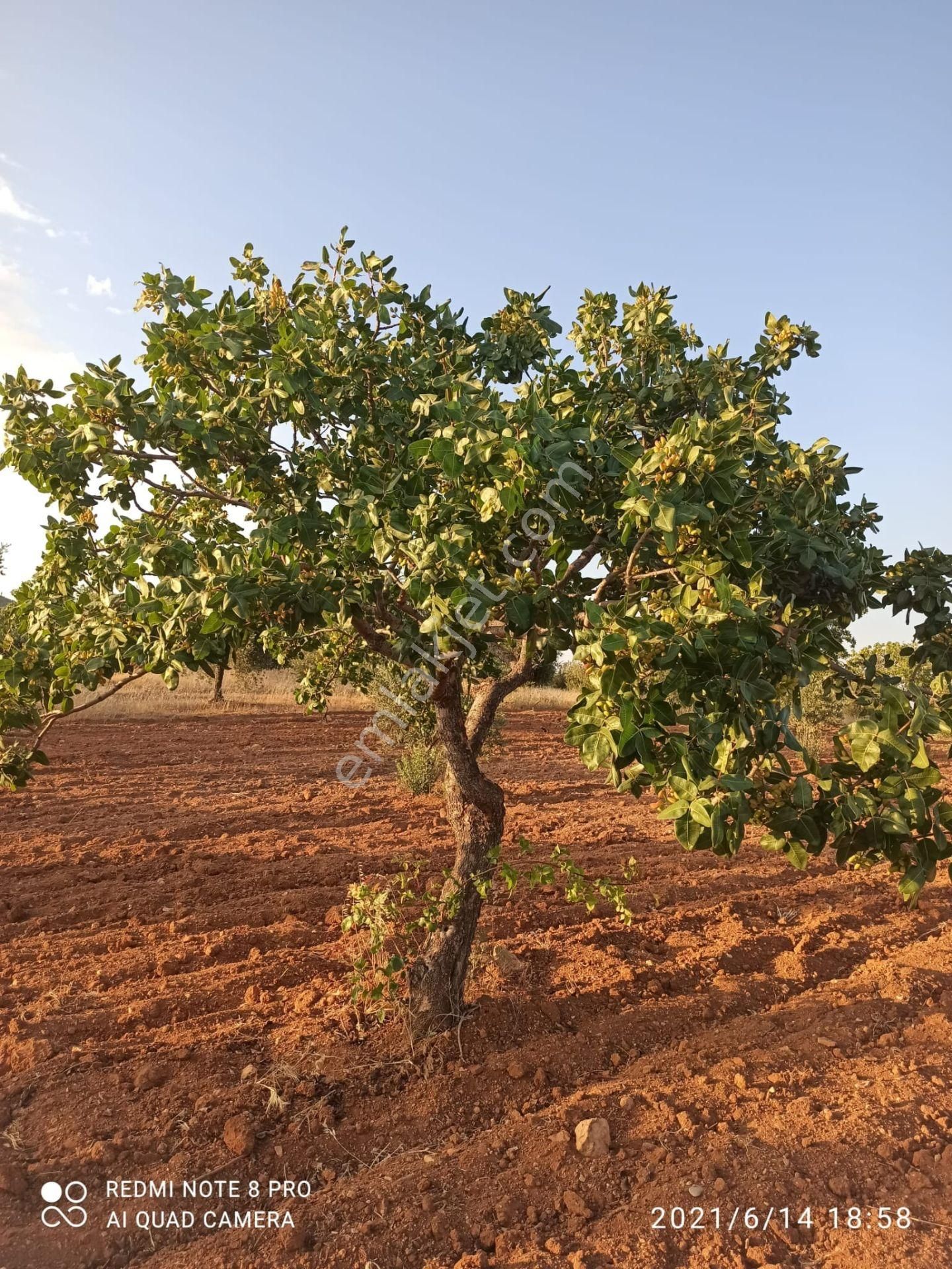 Ertay Gayrimenkul'den Zeytinli De Yatırımlık Zeytinlik - Görsel 3